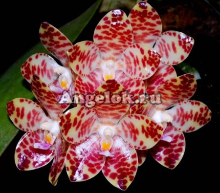 фото Фаленопсис Гигантея (Phalaenopsis gigantea x sib) детка от магазина магазина орхидей Ангелок