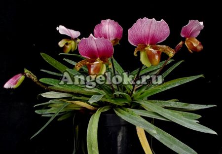 фото Пафиопедилум Чарльзворта (Paphiopedilum charlesworthii) Тайвань от магазина магазина орхидей Ангелок