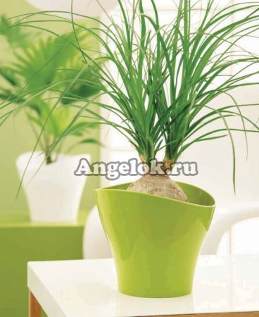 фото Кашпо пластиковое Шойрих "Волна" (Scheurich Wave) d-12 от магазина магазина орхидей Ангелок