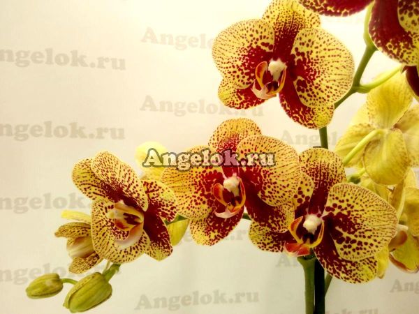 фото Фаленопсис Чармер (Phalaenopsis Charmer) от магазина магазина орхидей Ангелок
