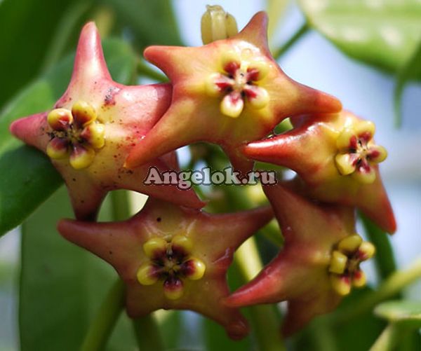 фото Хойя Аффинис (Hoya affinis) черенок от магазина магазина орхидей Ангелок