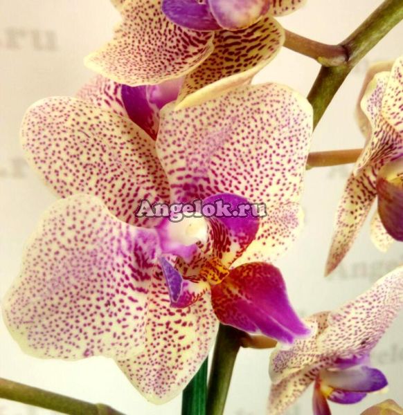 фото Фаленопсис (P.Sannion) от магазина магазина орхидей Ангелок