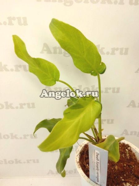 фото Филодендрон Ксанаду вариегатный (Philodendron Dwaft Xanado variegata) от магазина магазина орхидей Ангелок