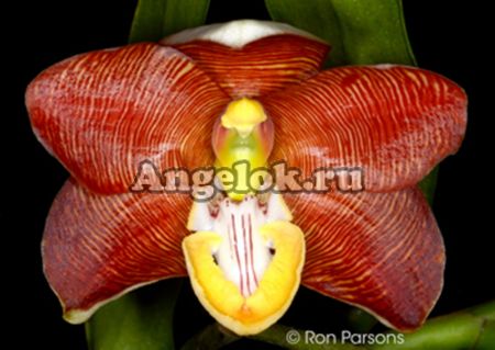 фото Эсмеральда (Esmeralda cathcartii) детка от магазина магазина орхидей Ангелок