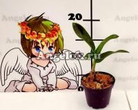 Дендробиум Лазиантера (Dendrobium lasianthera)