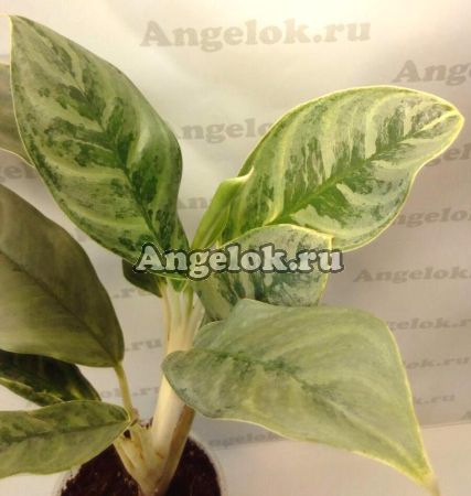 фото Аглаонема (Aglaonema Ei Qu Sung) от магазина магазина орхидей Ангелок