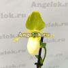 фото Пафиопедилум Примулинум (Paphiopedilum primulinum) от магазина магазина орхидей Ангелок
