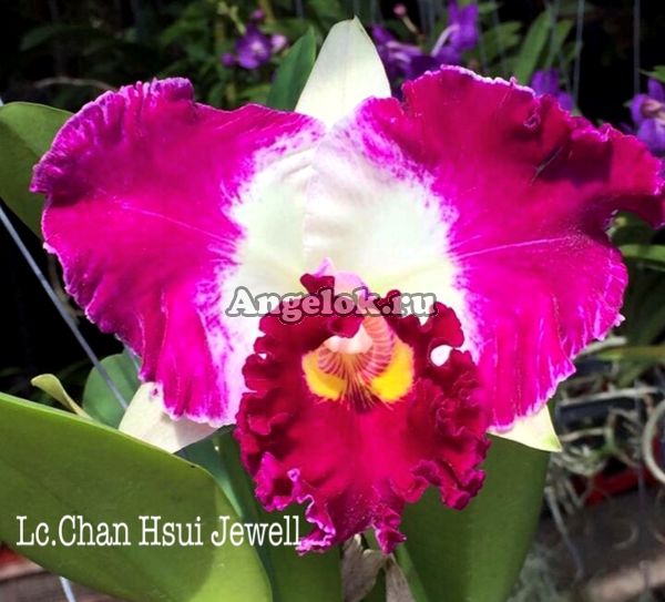 фото Каттлея (Lc.Chan Hsui Jewell) от магазина магазина орхидей Ангелок