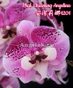 фото Фаленопсис Биг Лип (Phalaenopsis Charming Angelina) Тайвань от магазина магазина орхидей Ангелок