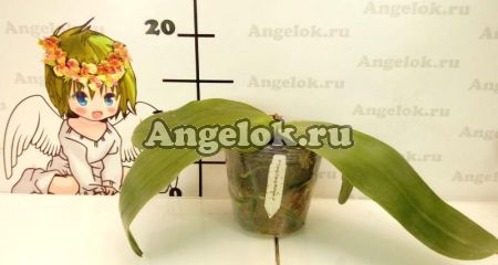 Фаленопсис (Phalaenopsis Yang Yang Prince) взрослый Тайвань