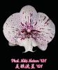 фото Фаленопсис Биг Лип (Phalaenopsis Miki Meteor '121') Тайвань от магазина магазина орхидей Ангелок