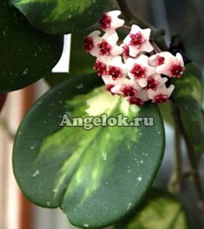 фото Хойя обовата (Hoya obovata variegata) черенок от магазина магазина орхидей Ангелок