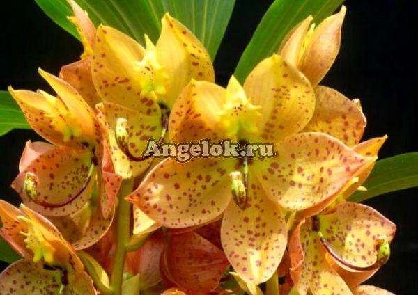 фото Цикнодес (Cycnodes Yellow Coffee) от магазина магазина орхидей Ангелок