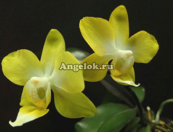 фото Фаленопсис (Phalaenopsis I-Hsin Beaming Sun) Тайвань от магазина магазина орхидей Ангелок