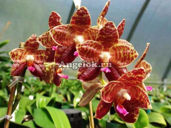 фото Фаленопсис (Phalaenopsis Ohl Flame) Тайвань от магазина магазина орхидей Ангелок