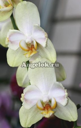фото Фаленопсис (Phalaenopsis ) ph-61 пелорик от магазина магазина орхидей Ангелок