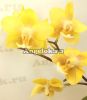 фото Фаленопсис Желтый Шоколад (Phalaenopsis Yellow Chocolate) Тайвань от магазина магазина орхидей Ангелок