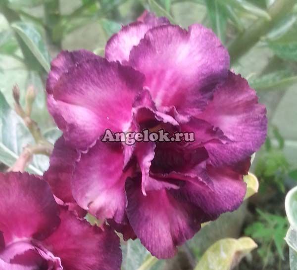 фото Адениум (Adenium obesum Triple violet) от магазина магазина орхидей Ангелок