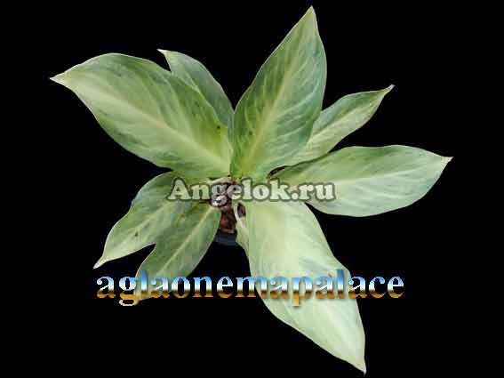 фото Аглаонема (Aglaonema Sirikanjana) от магазина магазина орхидей Ангелок