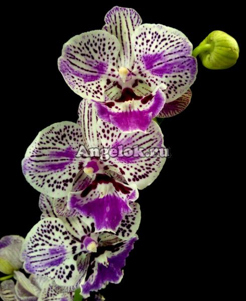 фото Фаленопсис Биг Лип (Phalaenopsis Lioulin Lovely Lip) от магазина магазина орхидей Ангелок