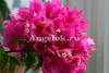 фото Бугенвиллия (Bougainvillea Vera Deep Purple) черенок от магазина магазина орхидей Ангелок