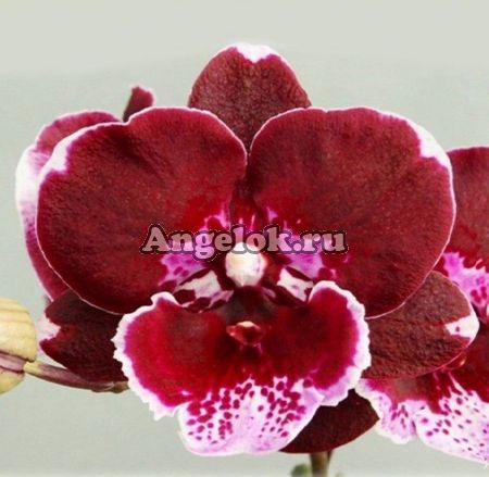 фото Фаленопсис Биг Лип детка (Phalaenopsis GC Reyoung Cosmos) Тайвань от магазина магазина орхидей Ангелок