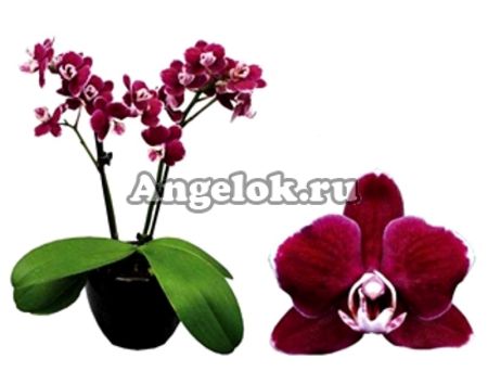 фото Фаленопсис детка (Phalaenopsis Coco 19) от магазина магазина орхидей Ангелок