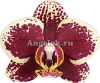 фото Фаленопсис детка (Phalaenopsis Streetwise) от магазина магазина орхидей Ангелок