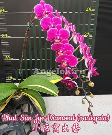 фото Фаленопсис (Phalaenopsis Sun Jye Diamond variegata) Тайвань от магазина магазина орхидей Ангелок