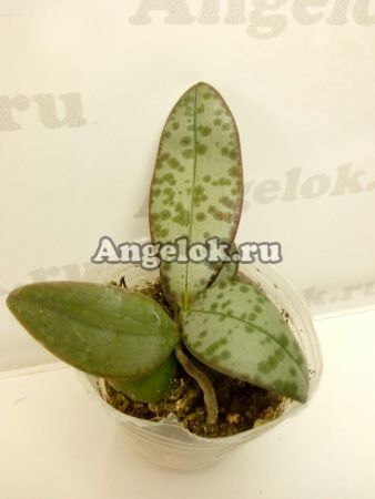 фото Фаленопсис Линдена (Phalaenopsis lindenii) от магазина магазина орхидей Ангелок