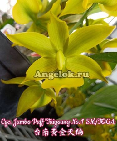 фото Цикнохес (Cyc. Jumbo Puff 'Taiyoung No.1' SM/TOGA) от магазина магазина орхидей Ангелок
