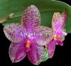 фото Фаленопсис (Phalaenopsis Mok Choui Yew x sib) Тайвань от магазина магазина орхидей Ангелок