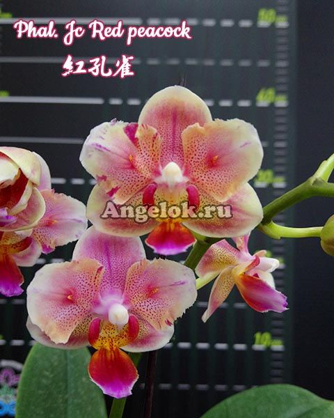 фото Фаленопсис (Phalaenopsis Jc Red Peacock) Тайвань от магазина магазина орхидей Ангелок