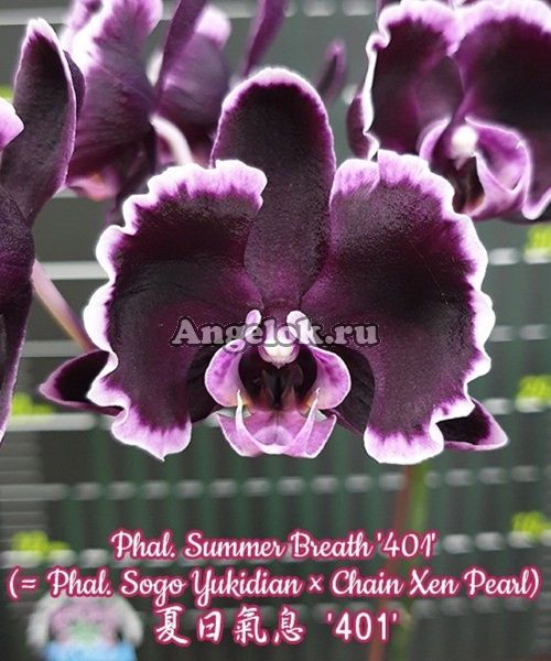 фото Фаленопсис Летнее Дыхание детка (Phalaenopsis Summer Breath '401') Тайвань от магазина магазина орхидей Ангелок