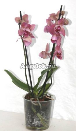 фото Фаленопсис (Phalaenopsis ) ph-85 пелорик от магазина магазина орхидей Ангелок