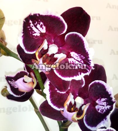 фото Фаленопсис (Phalaenopsis ) ph-129 от магазина магазина орхидей Ангелок