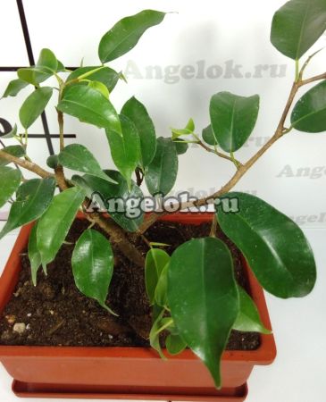 фото Фикус Бенджамина (F.benjamina 'Wiandi') Вианди от магазина магазина орхидей Ангелок