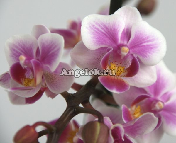 фото Фаленопсис (Phalaenopsis multiflora) ph-52_1 от магазина магазина орхидей Ангелок