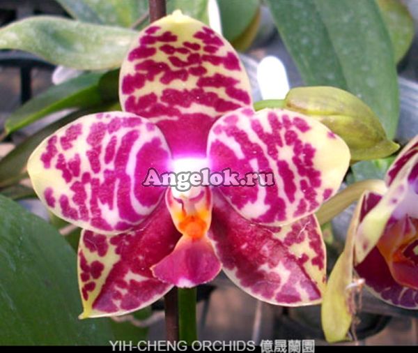 фото Фаленопсис Сого Лобби (P. Sogo Lobby) от магазина магазина орхидей Ангелок