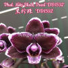 фото Фаленопсис (Phalaenopsis Miki Black Pearl 'DB1592') Тайвань от магазина магазина орхидей Ангелок