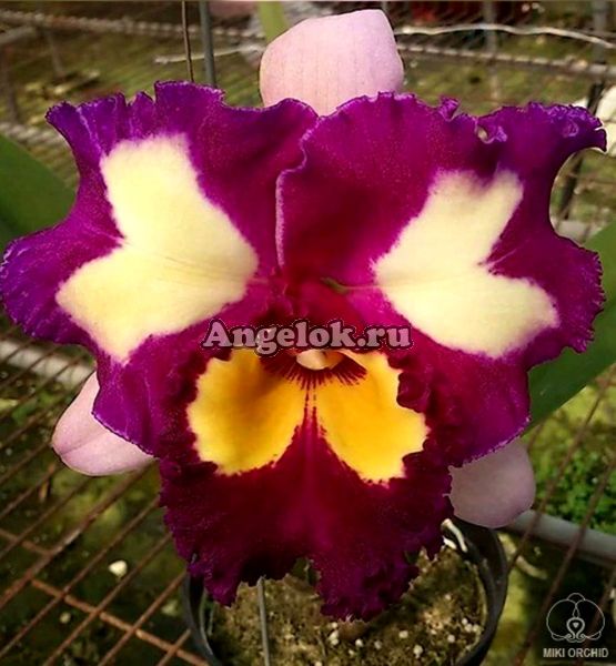 фото Каттлея (Rlc. Chinese Beauty) Тайвань от магазина магазина орхидей Ангелок