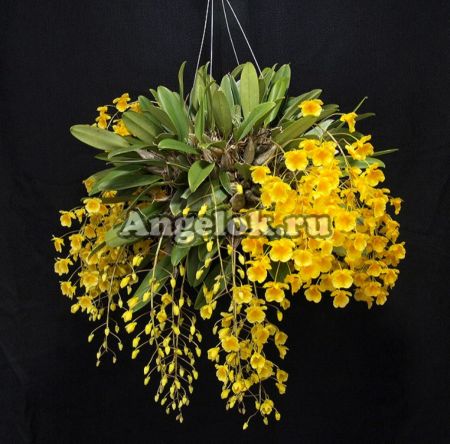 фото Дендробиум Линдли (Dendrobium lindleyi) Тайвань от магазина магазина орхидей Ангелок