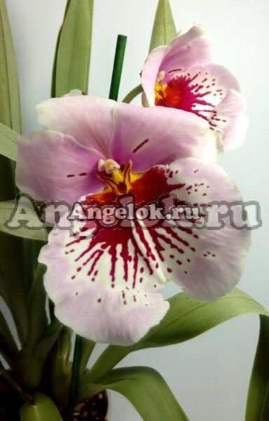 фото Мильтония (Miltonia) milt-11 от магазина магазина орхидей Ангелок