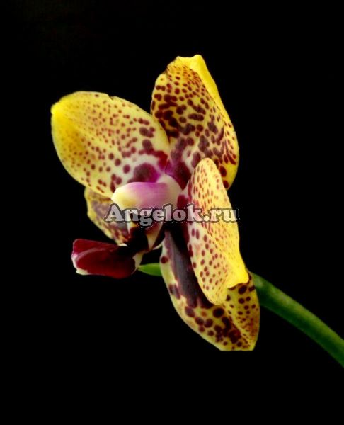фото Фаленопсис Анаконда (Phalaenopsis Zeng Min Anaconda) от магазина магазина орхидей Ангелок