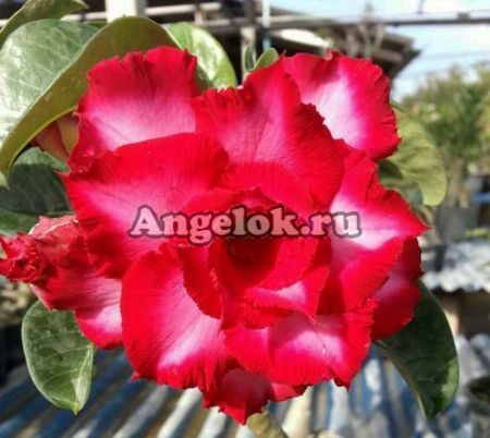 фото Адениум (Adenium obesum Nirun) от магазина магазина орхидей Ангелок
