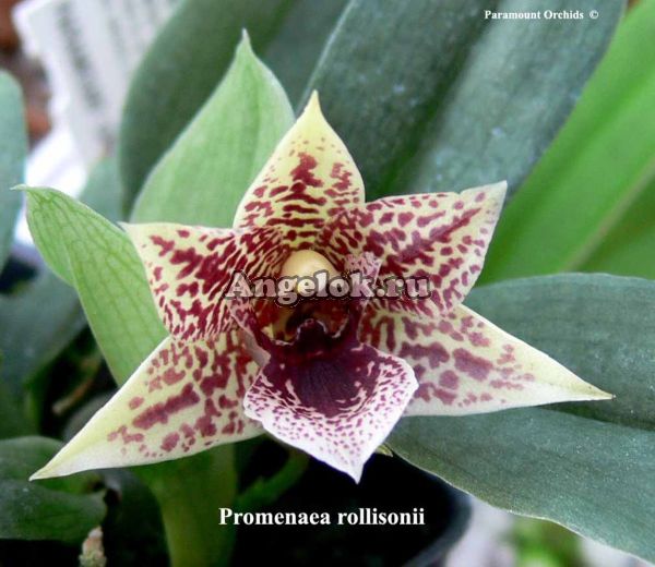 фото Променея (Promenaea rollissonii) от магазина магазина орхидей Ангелок