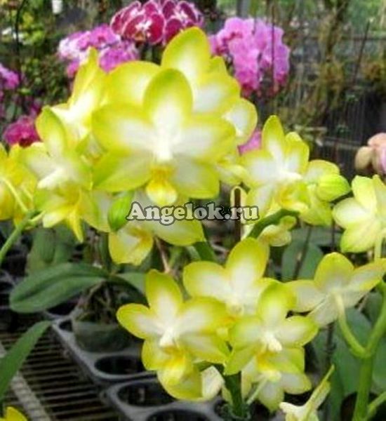 фото Фаленопсис (P.Yuan Shan Sweet Girl) детка от магазина магазина орхидей Ангелок