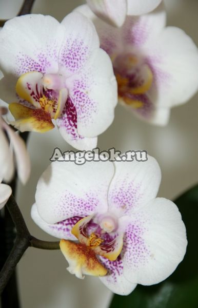 фото Фаленопсис (Phalaenopsis multiflora) ph-52_3 от магазина магазина орхидей Ангелок