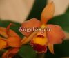 фото Каттлея (Cattleya) cat-18 от магазина магазина орхидей Ангелок