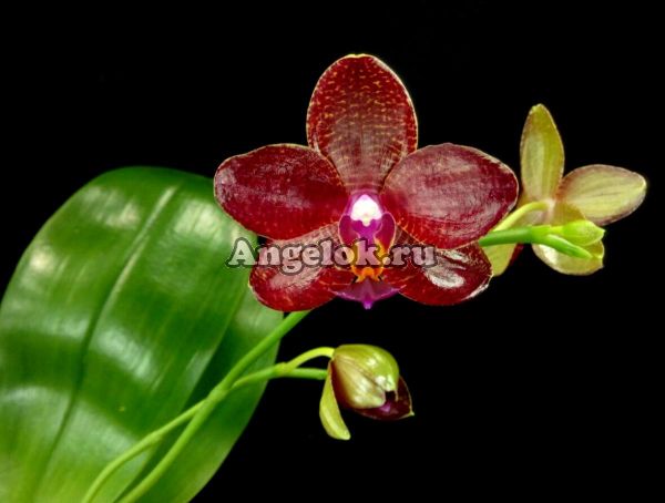 фото Фаленопсис (Phalaenopsis Miro Mosla) Тайвань от магазина магазина орхидей Ангелок